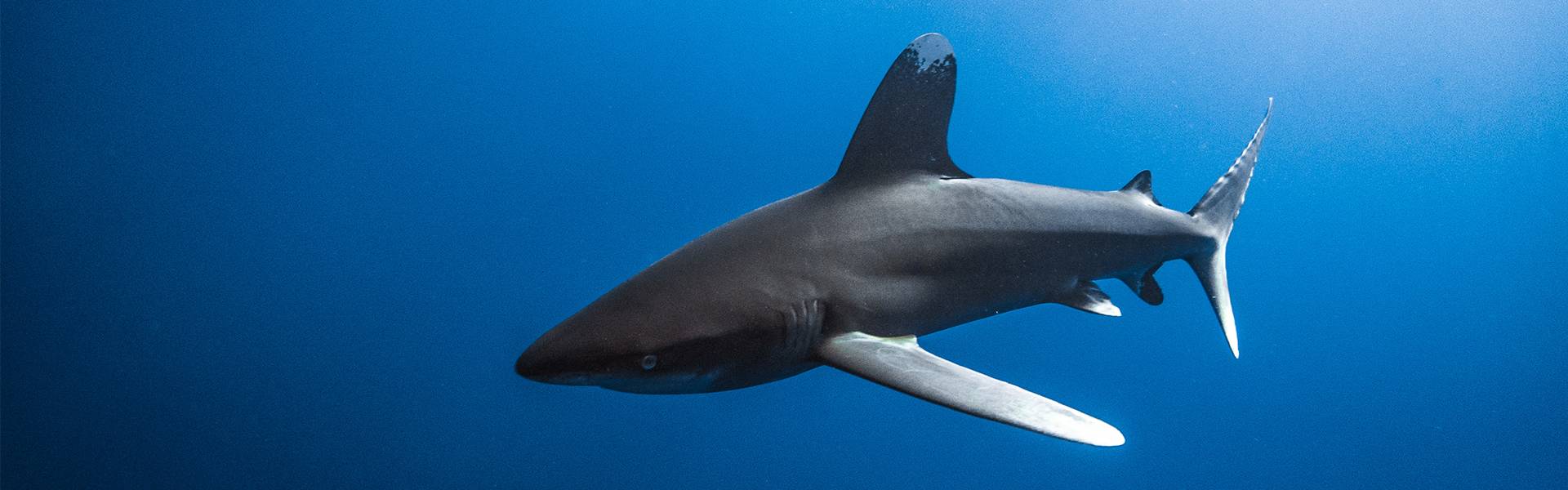 Haie des Roten Meeres; Das vernünftige und empfindliche Raubtier